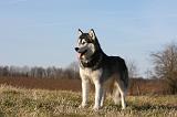 ALASKAN MALAMUTE 796